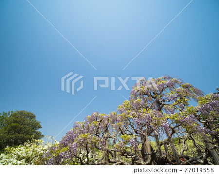 藍天和紫藤花四月盛開 藍天和紫藤花四月盛開 77019358