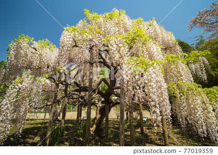 Blue sky and wisteria flowers in full bloom April Blue sky and wisteria flowers in full bloom April 77019359