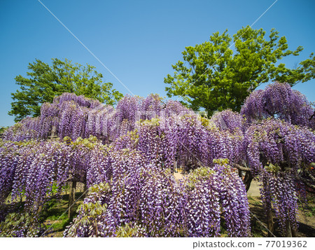 藍天和紫藤花四月盛開 藍天和紫藤花四月盛開 77019362