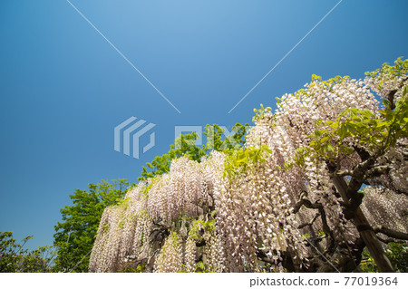 藍天和紫藤花四月盛開 藍天和紫藤花四月盛開 77019364