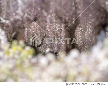 Wisteria flowers in full bloom April Wisteria flowers in full bloom April 77019367