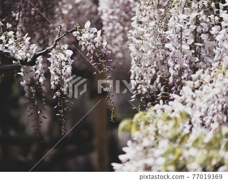 Wisteria flowers in full bloom April Wisteria flowers in full bloom April 77019369