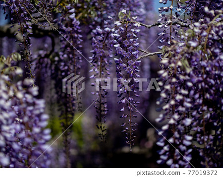 Wisteria flowers in full bloom April Wisteria flowers in full bloom April 77019372