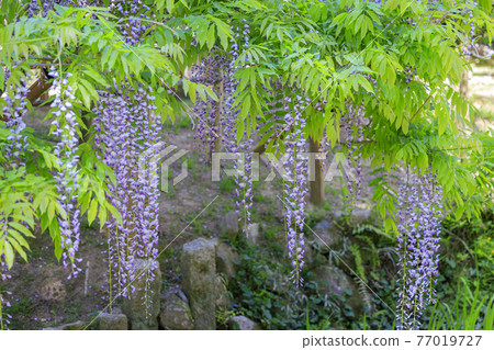 Kasuga Taisha Shrine, Manba Botanical Garden in full bloom 77019727