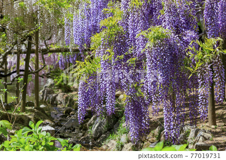 Kasuga Taisha Shrine, Manba Botanical Garden in full bloom 77019731