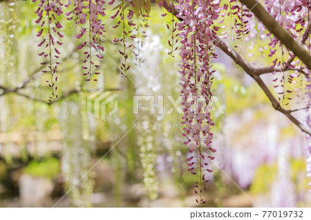 Kasuga Taisha Shrine, Manba Botanical Garden in full bloom 77019732