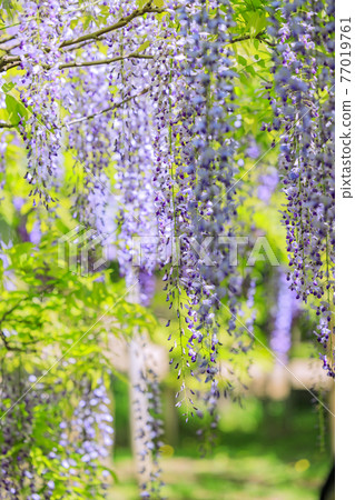 春日大社、萬葉植物園盛開 春日大社、萬葉植物園盛開 77019761