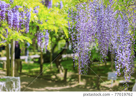 春日大社、萬葉植物園盛開 77019762