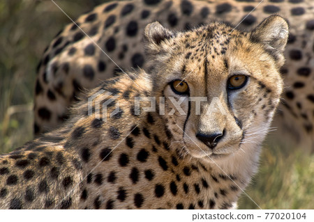 Cheetah, Acinonyx jubatus, South Africa 77020104