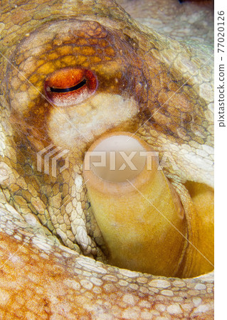 Common Octopus, Cabo Cope-Puntas del Calnegre Natural Park, Spain 77020126