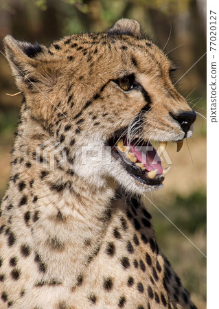 Cheetah, Acinonyx jubatus, South Africa 77020127