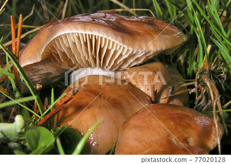 Wild Mushroom, Guadarrama National Park, Spain 77020128