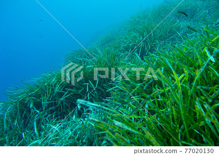 Neptune Grass, Cabo Cope-Puntas del Calnegre Natural Park, Spain 77020130
