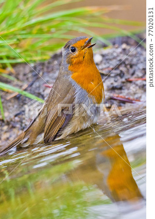 Robin, Forest Pond, Mediterranean Forest, Spain Robin, Forest Pond, Mediterranean Forest, Spain 77020131