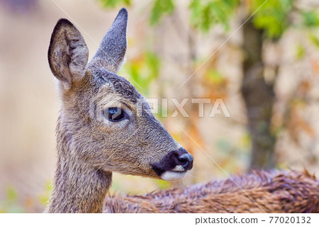 European Roe Deer, Mediterranean Forest, Spain European Roe Deer, Mediterranean Forest, Spain 77020132