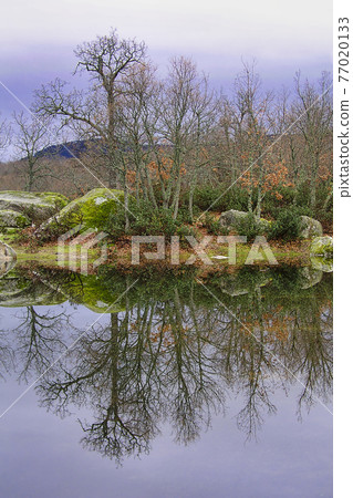 Oak Forest, Sierra de Guadarrama National Park, Spain 77020133