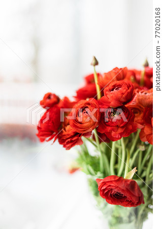 Front view of red persian buttercups in a glass vase on white background. Ranunculus asiaticus. Front view of red persian buttercups in a glass vase on white background. Ranunculus asiaticus. 77020168