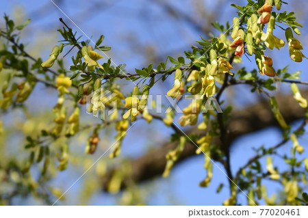 Chinese Pea Shrub Chinese Pea Shrub 77020461