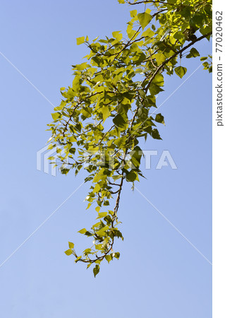 Lombardy poplar Lombardy poplar 77020462