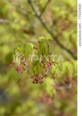Japanese Maple 77020489