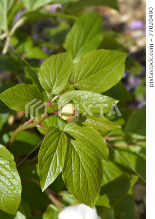 Wittmanns peony 77020490