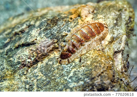 Chiton, Cabo Cope-Puntas del Calnegre Natural Park, Spain Chiton, Cabo Cope-Puntas del Calnegre Natural Park, Spain 77020618