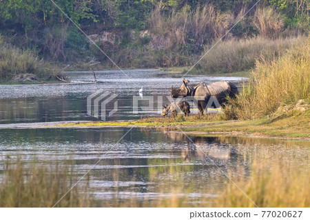 Greater One-horned Rhinoceros, Royal Bardia National Park, Nepal Greater One-horned Rhinoceros, Royal Bardia National Park, Nepal 77020627