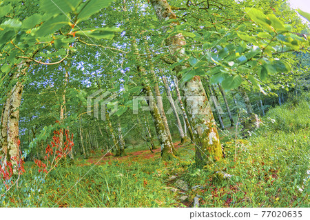 Forest Landscape, Valderejo Natural Park, Spain 77020635