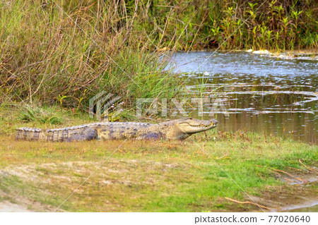 Mugger Crocodile, Royal Bardia National Park, Nepal 77020640
