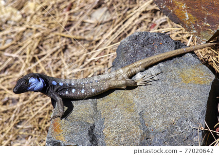 La Palma Lizard, Caldera de Taburiente National Park, Spain La Palma Lizard, Caldera de Taburiente National Park, Spain 77020642