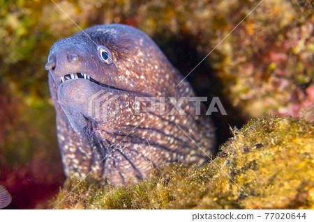 Mediterranean Moray, Cabo Cope-Puntas del Calnegre Natural Park, Spain 77020644