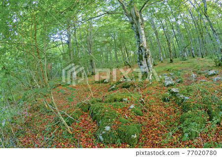 Forest Landscape, Valderejo Natural Park, Spain Forest Landscape, Valderejo Natural Park, Spain 77020780