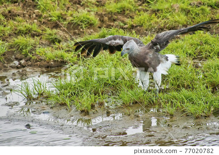 Grey-headed Fish Eagle, Udawalawe National Park, Sri Lanka 77020782