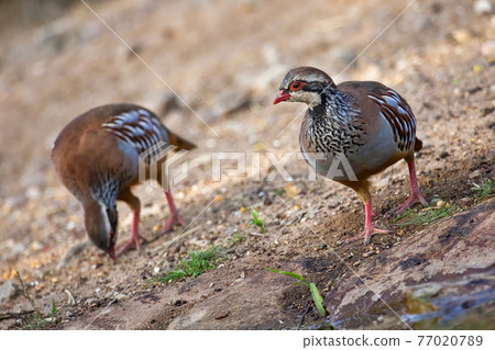 Red-legged Partridge, Monfrague National Park, Spain Red-legged Partridge, Monfrague National Park, Spain 77020789