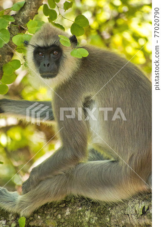 Gray Langur, Udawalawe National Park, Sri Lanka 77020790