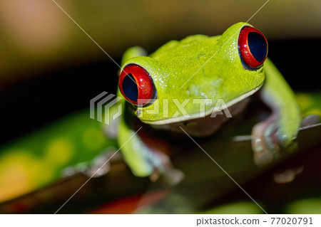 Red-eyed Tree Frog, Corcovado National Park, Costa Rica Red-eyed Tree Frog, Corcovado National Park, Costa Rica 77020791