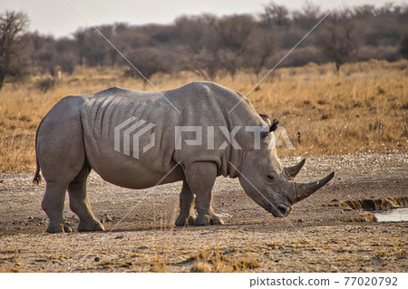 White Rhinoceros, Khama Rhino Sanctuary, Botswana 77020792