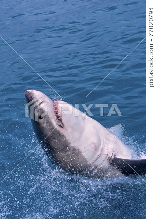 Great White Shark, Gansbaai, South Africa 77020793