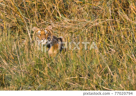 Bengal Tiger, Royal Bardia National Park, Nepal 77020794