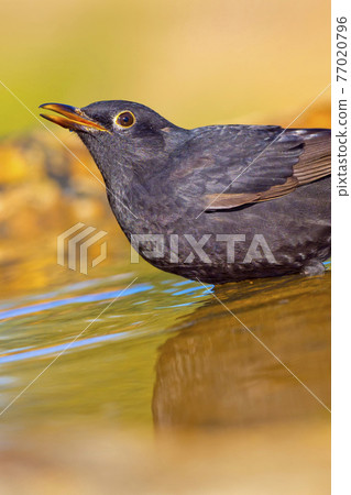 Blackbird, Forest Pond, Mediterranean Forest, Spain 77020796