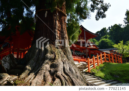 從春日大社出發 77021145