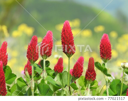 草莓蠟燭（深紅三葉草） 77021517