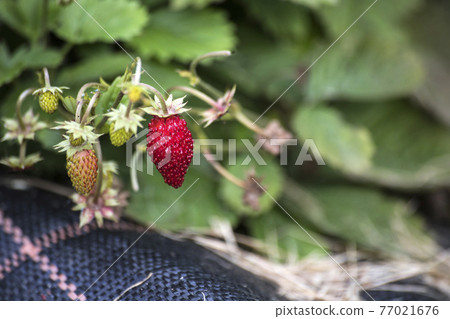 wild strawberry fruit in garden 77021676