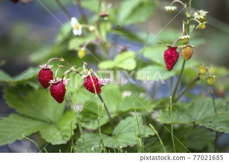 wild strawberry fruit in garden wild strawberry fruit in garden 77021685