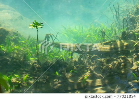 Marine reserve canal, emerald crystal clear lake water surface in National Park with forest trees resource environment, Tha Pom Klong Song Nam, Krabi. Nature landscape. Travel. Underwater in river. 77021854