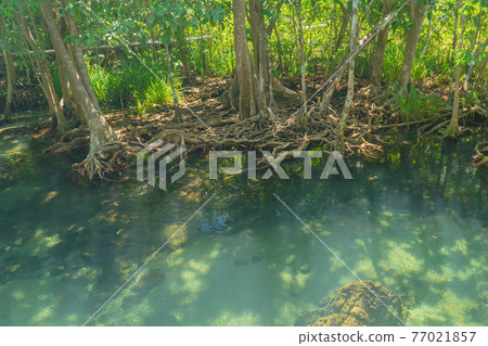 Marine reserve canal, emerald crystal clear lake water surface in National Park with forest trees resource environment, Tha Pom Klong Song Nam, Krabi. Nature landscape. Travel. Underwater in river. Marine reserve canal, emerald crystal clear lake water surface in National Park with forest trees resource environment, Tha Pom Klong Song Nam, Krabi. Nature landscape. Travel. Underwater in river. 77021857