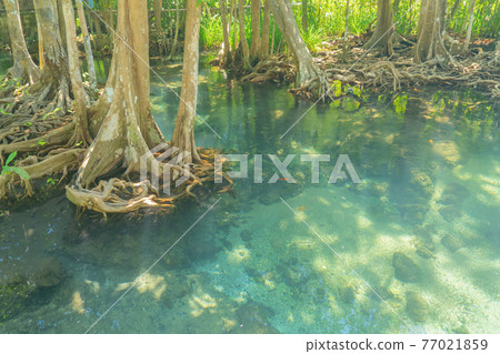 Marine reserve canal, emerald crystal clear lake water surface in National Park with forest trees resource environment, Tha Pom Klong Song Nam, Krabi. Nature landscape. Travel. Underwater in river. Marine reserve canal, emerald crystal clear lake water surface in National Park with forest trees resource environment, Tha Pom Klong Song Nam, Krabi. Nature landscape. Travel. Underwater in river. 77021859