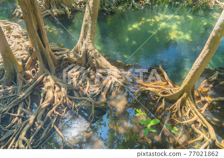 Marine reserve canal, emerald crystal clear lake water surface in National Park with forest trees resource environment, Tha Pom Klong Song Nam, Krabi. Nature landscape. Travel. Underwater in river. Marine reserve canal, emerald crystal clear lake water surface in National Park with forest trees resource environment, Tha Pom Klong Song Nam, Krabi. Nature landscape. Travel. Underwater in river. 77021862