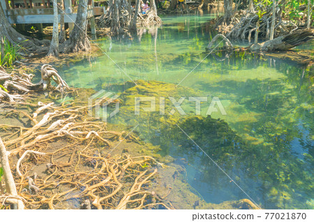 Marine reserve canal, emerald crystal clear lake water surface in National Park with forest trees resource environment, Tha Pom Klong Song Nam, Krabi. Nature landscape. Travel. Underwater in river. Marine reserve canal, emerald crystal clear lake water surface in National Park with forest trees resource environment, Tha Pom Klong Song Nam, Krabi. Nature landscape. Travel. Underwater in river. 77021870