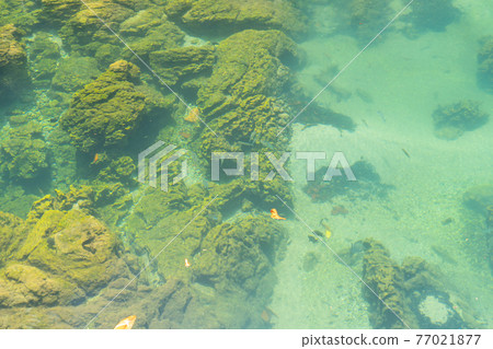 Marine reserve canal, emerald crystal clear lake water surface in National Park with forest trees resource environment, Tha Pom Klong Song Nam, Krabi. Nature landscape. Travel. Underwater in river. 77021877